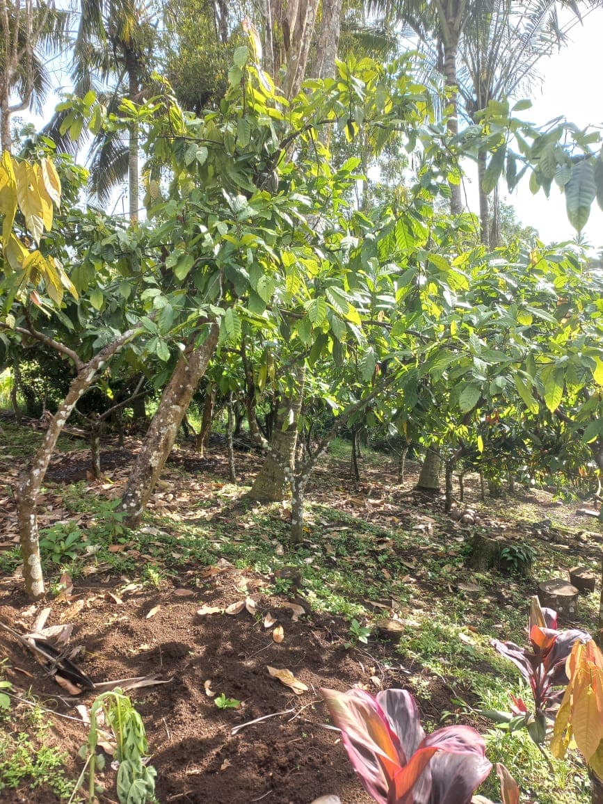 cacao-hati-suci — photograph 5