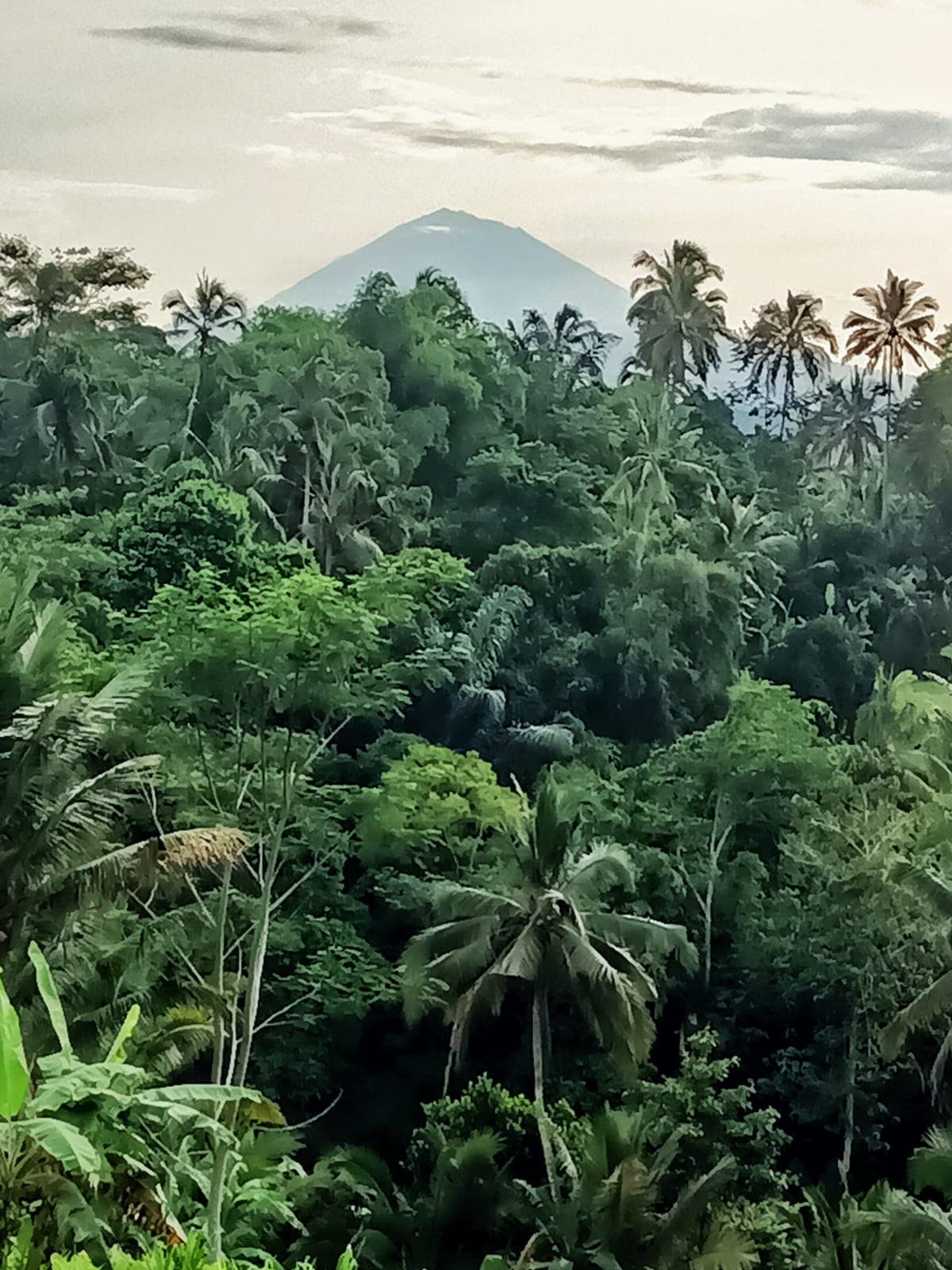 cacao-hati-suci — photograph 6