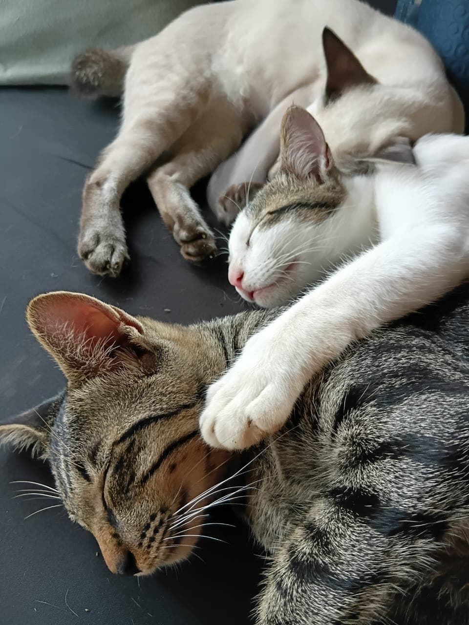 cacao-hati-suci — photograph 14