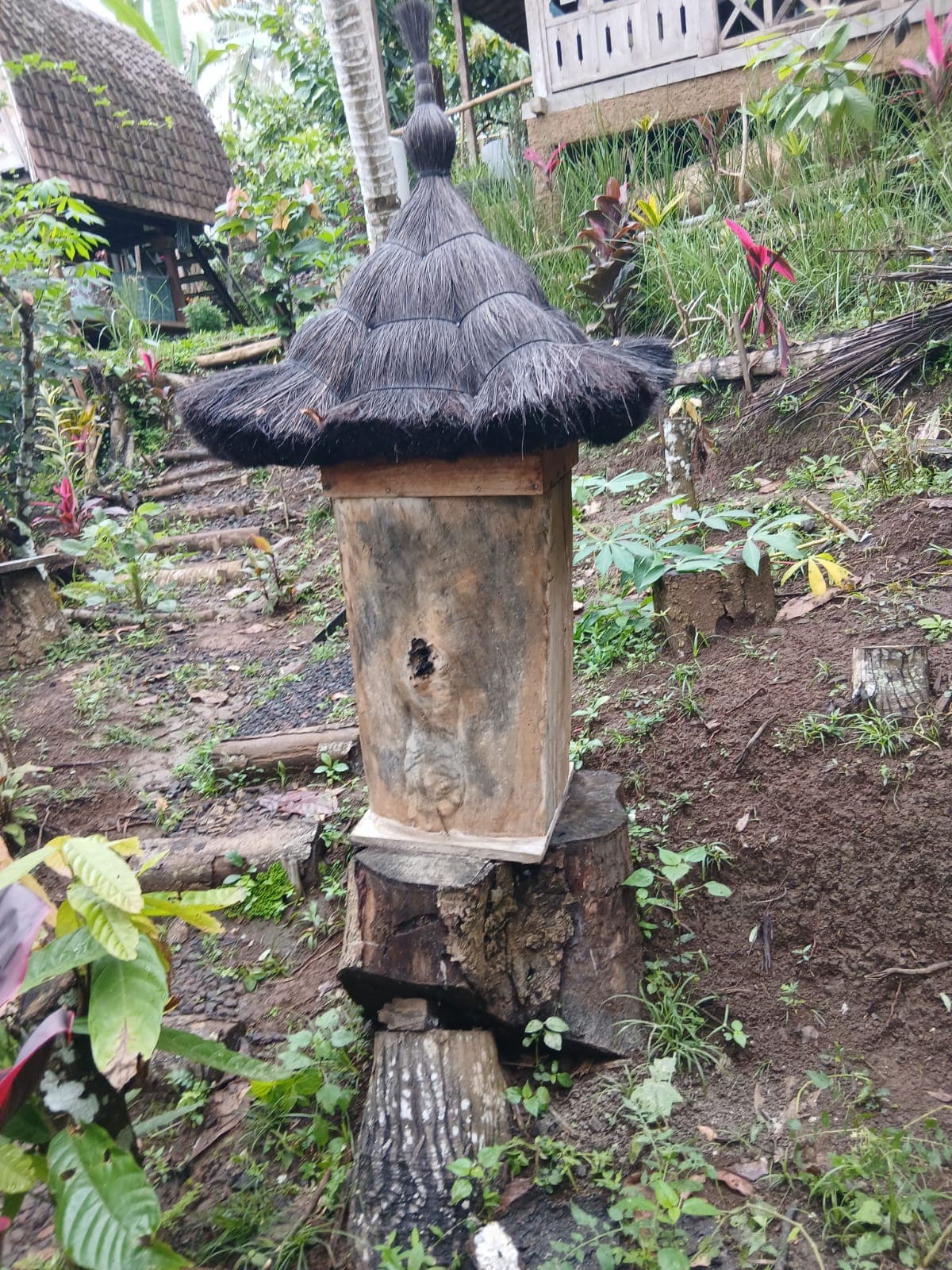 cacao-hati-suci — photograph 16